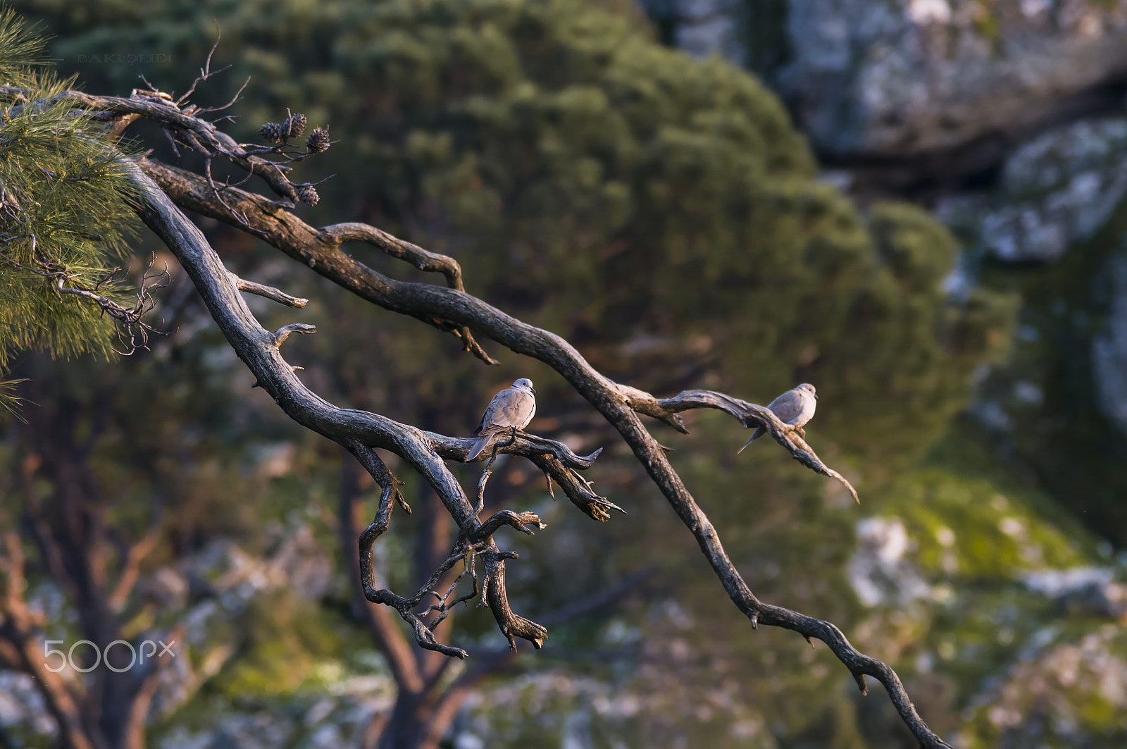 Nikon D300 sample photo. Turtledove photography