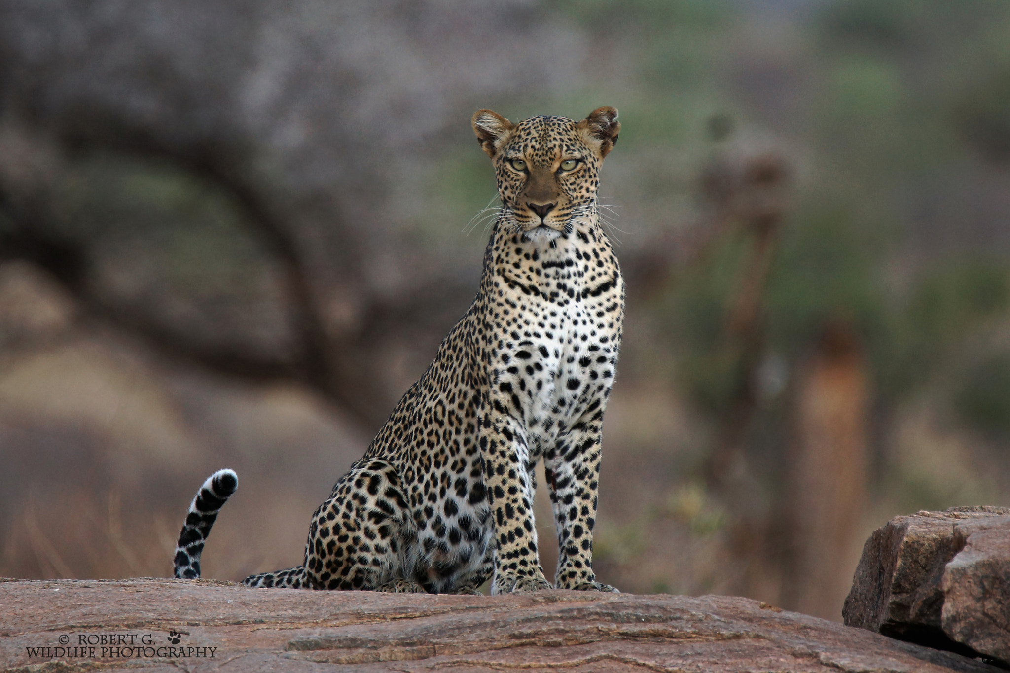 Sony SLT-A77 + Tamron SP 150-600mm F5-6.3 Di VC USD sample photo. Leopard in samburu 2016 photography