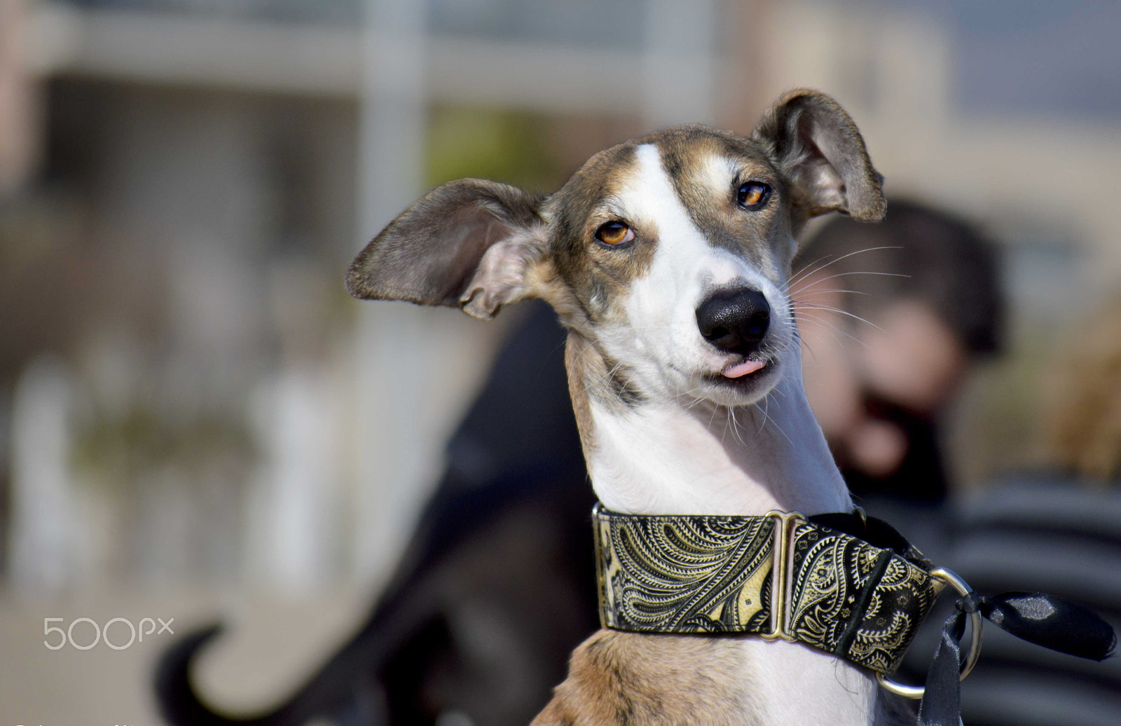 Nikon D3200 sample photo. Galgo photography