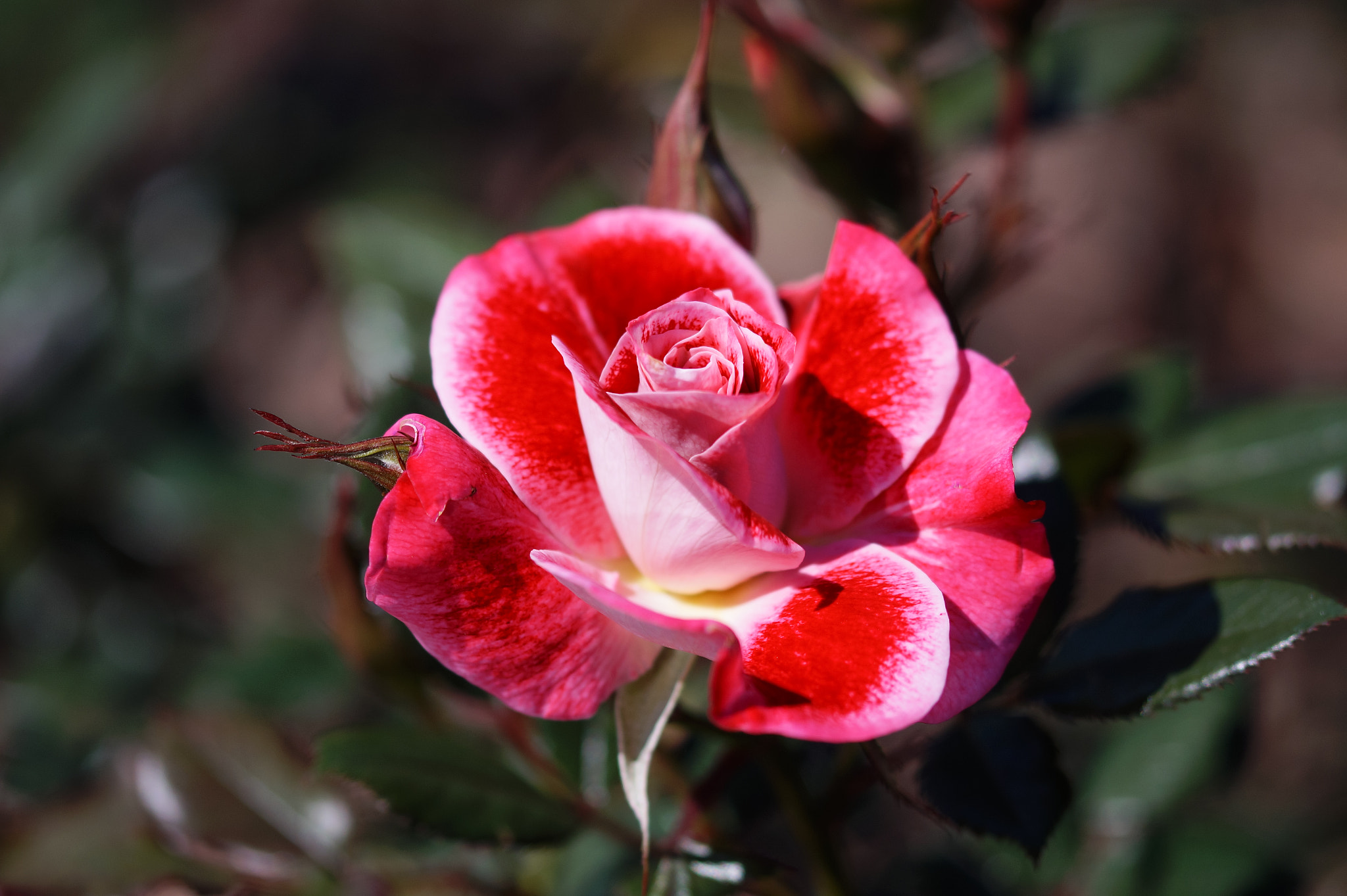Sony SLT-A58 + 105mm F2.8 sample photo. Abg_20161006_02 photography