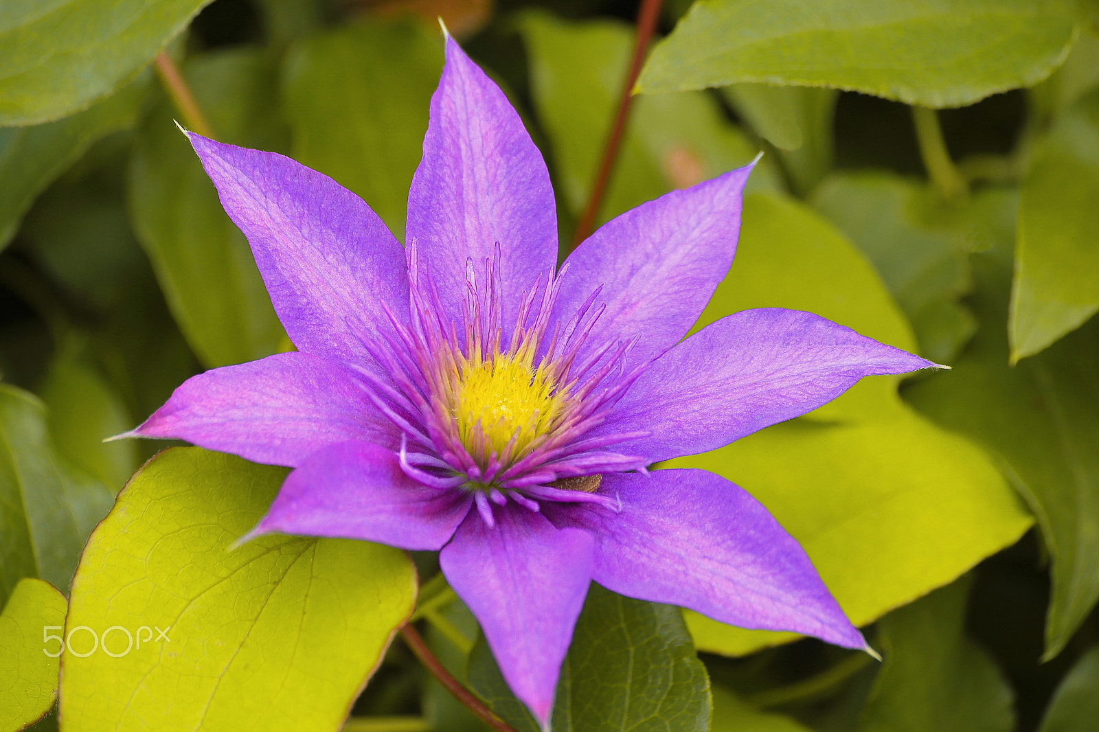 Canon EOS 6D sample photo. Fine clematis photography