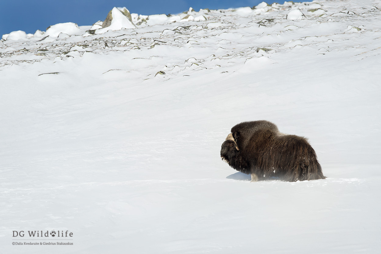 Canon EF 300mm F2.8L IS II USM sample photo. Winter scene photography