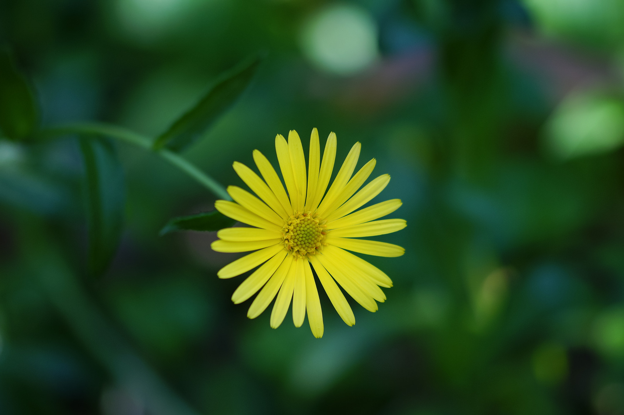 Sony SLT-A58 + 105mm F2.8 sample photo. Abg_20161006_13 photography