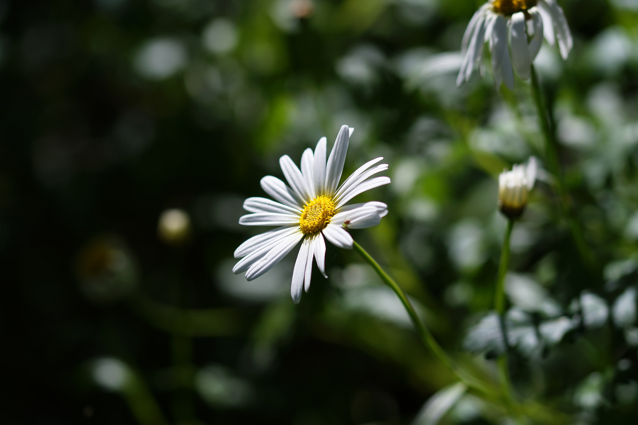 Sony SLT-A58 + 105mm F2.8 sample photo. Abg_20161006_10 photography