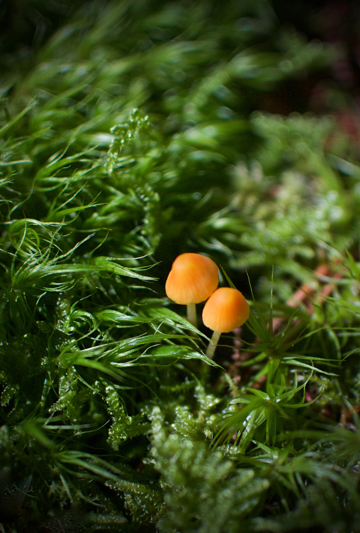 Nikon 1 J2 + Nikon 1 Nikkor 18.5mm F1.8 sample photo. Into the woods... photography
