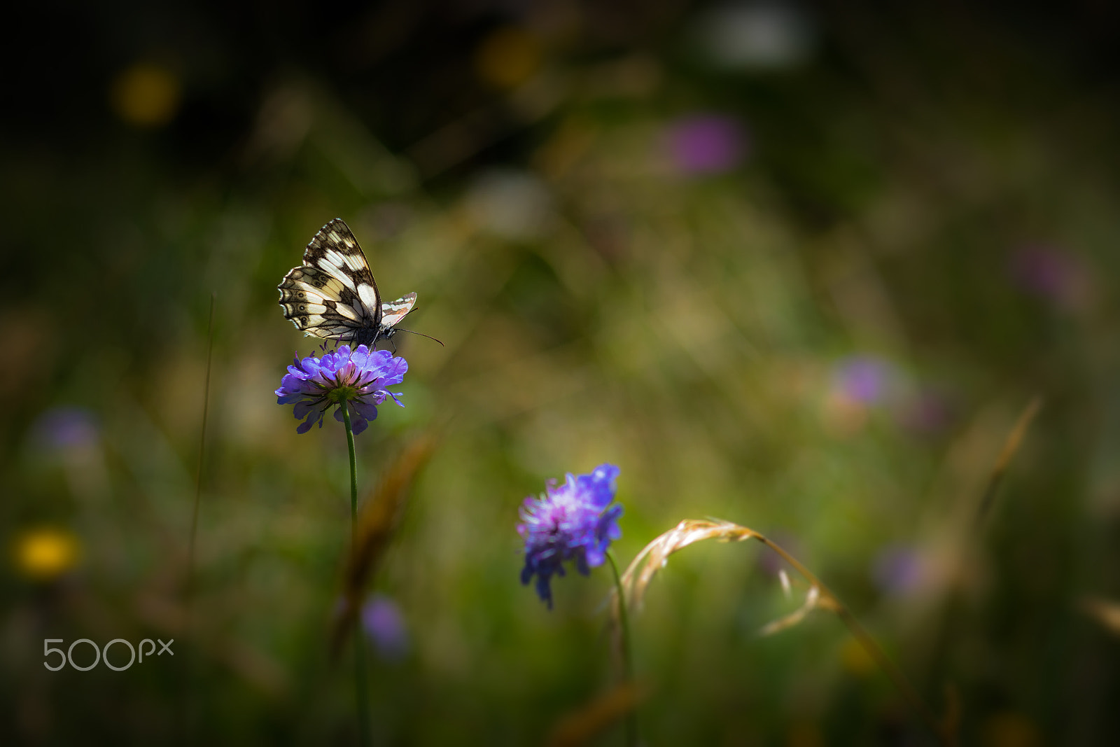 Nikon D5500 sample photo. Buttefly photography
