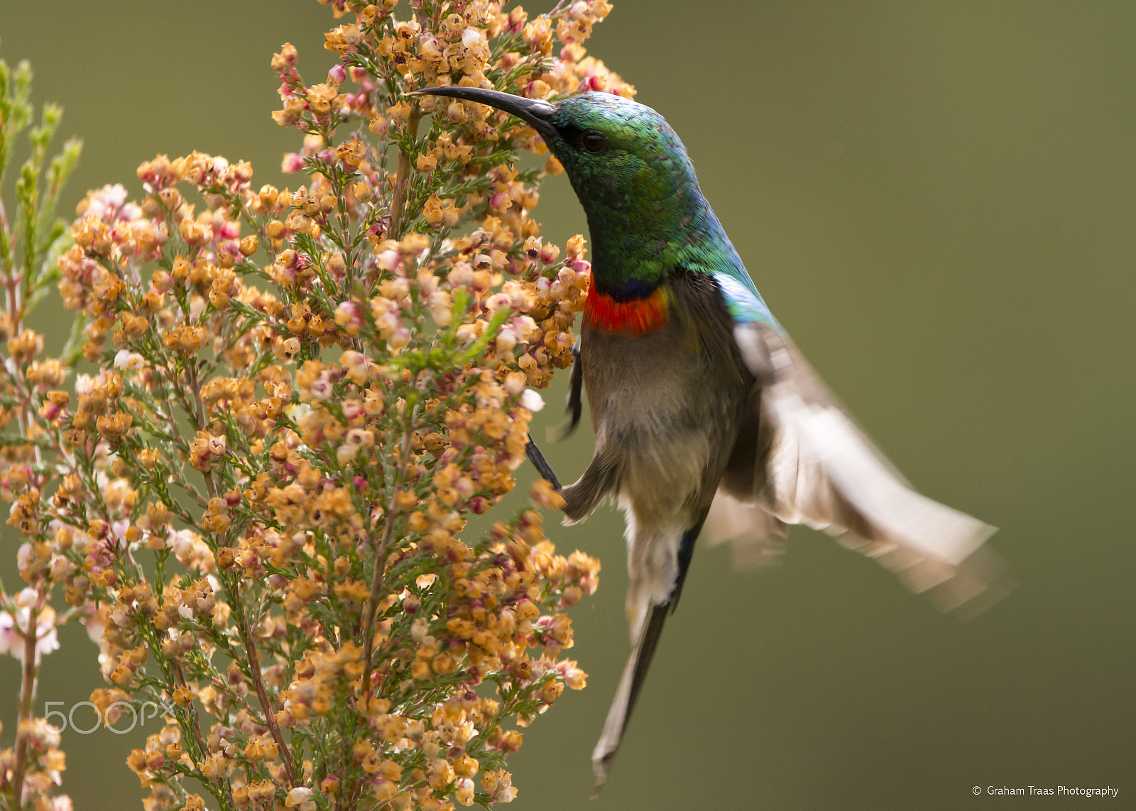 AF Zoom-Nikkor 35-80mm f/4-5.6D sample photo. Angelic sunbird photography