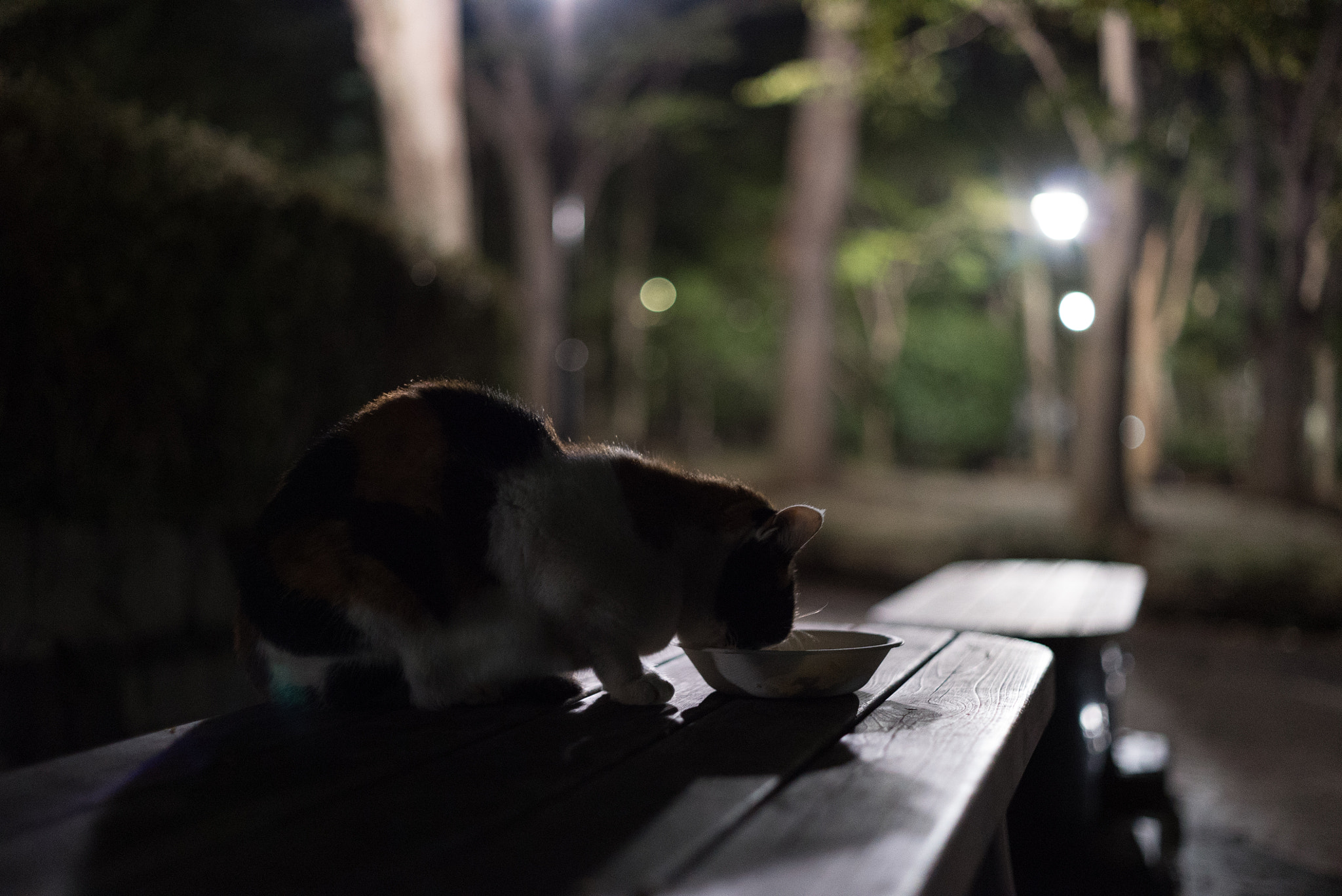 E 50mm F2 sample photo. Dsc photography