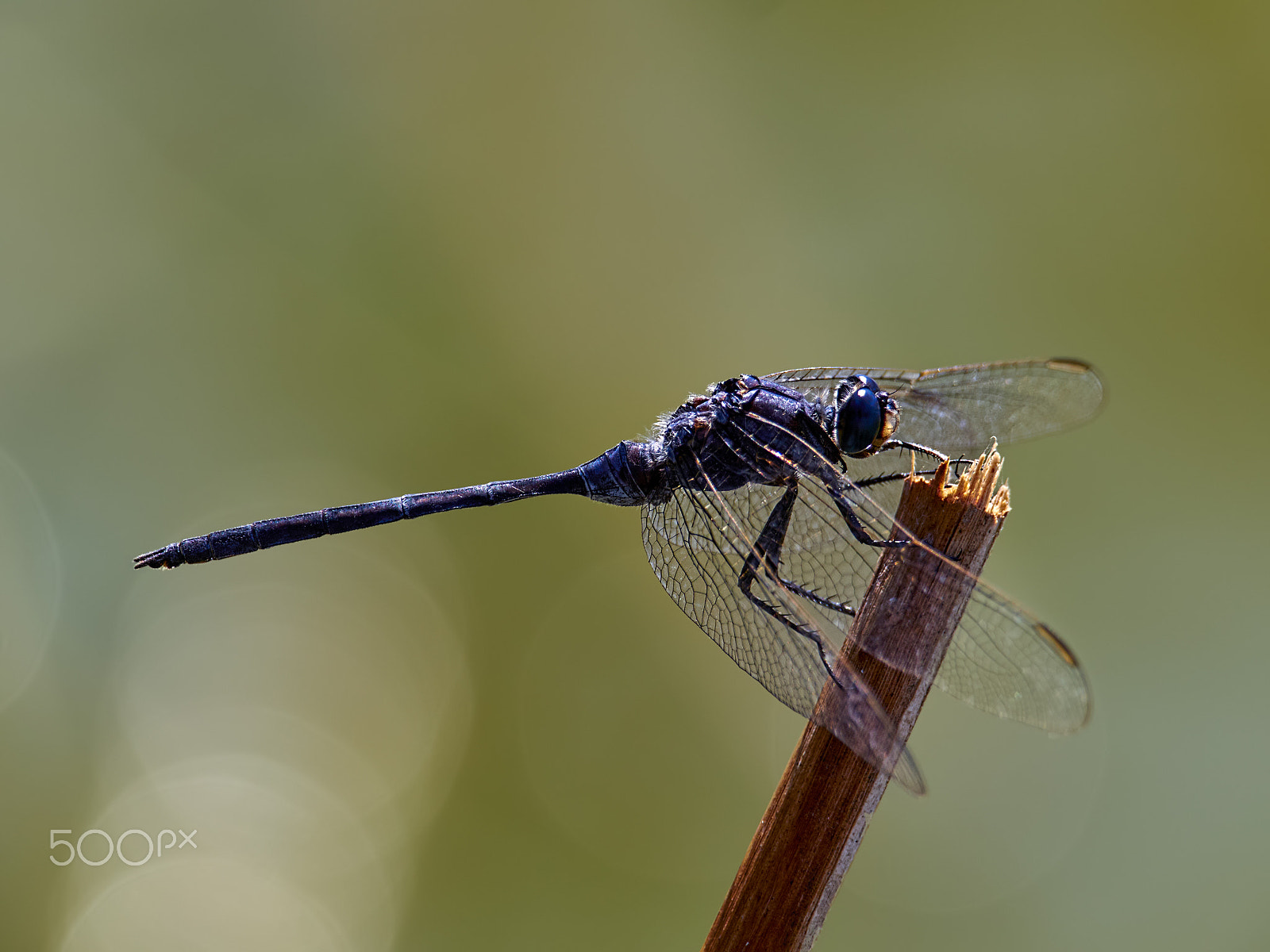 M.300mm F4.0 + MC-14 sample photo. Anisoptera photography