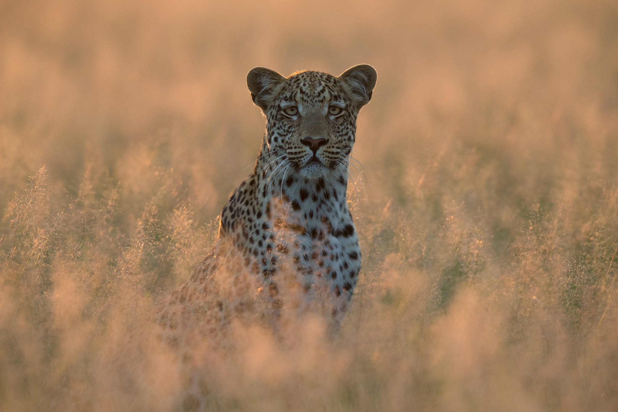 Canon EOS-1D X + Canon EF 400mm F2.8L IS II USM sample photo. Leopard photography