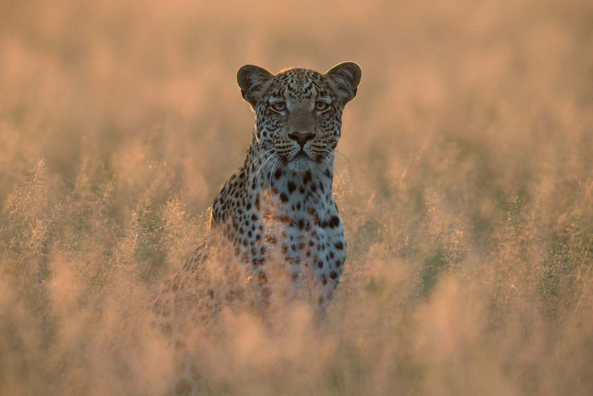 Canon EF 400mm F2.8L IS II USM sample photo. Leopard photography