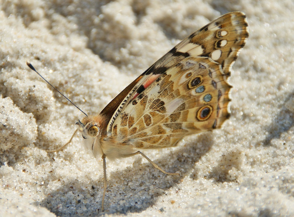Sony Alpha DSLR-A290 sample photo. Butterfly on the beach - painted lady photography