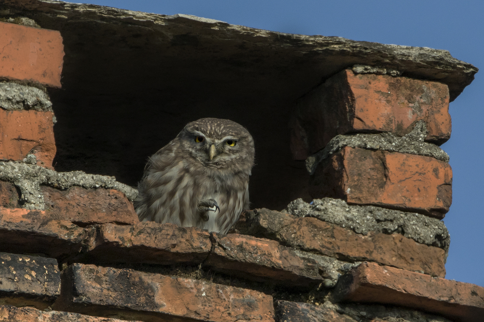 Canon EF 300mm F2.8L IS II USM sample photo. Athena photography