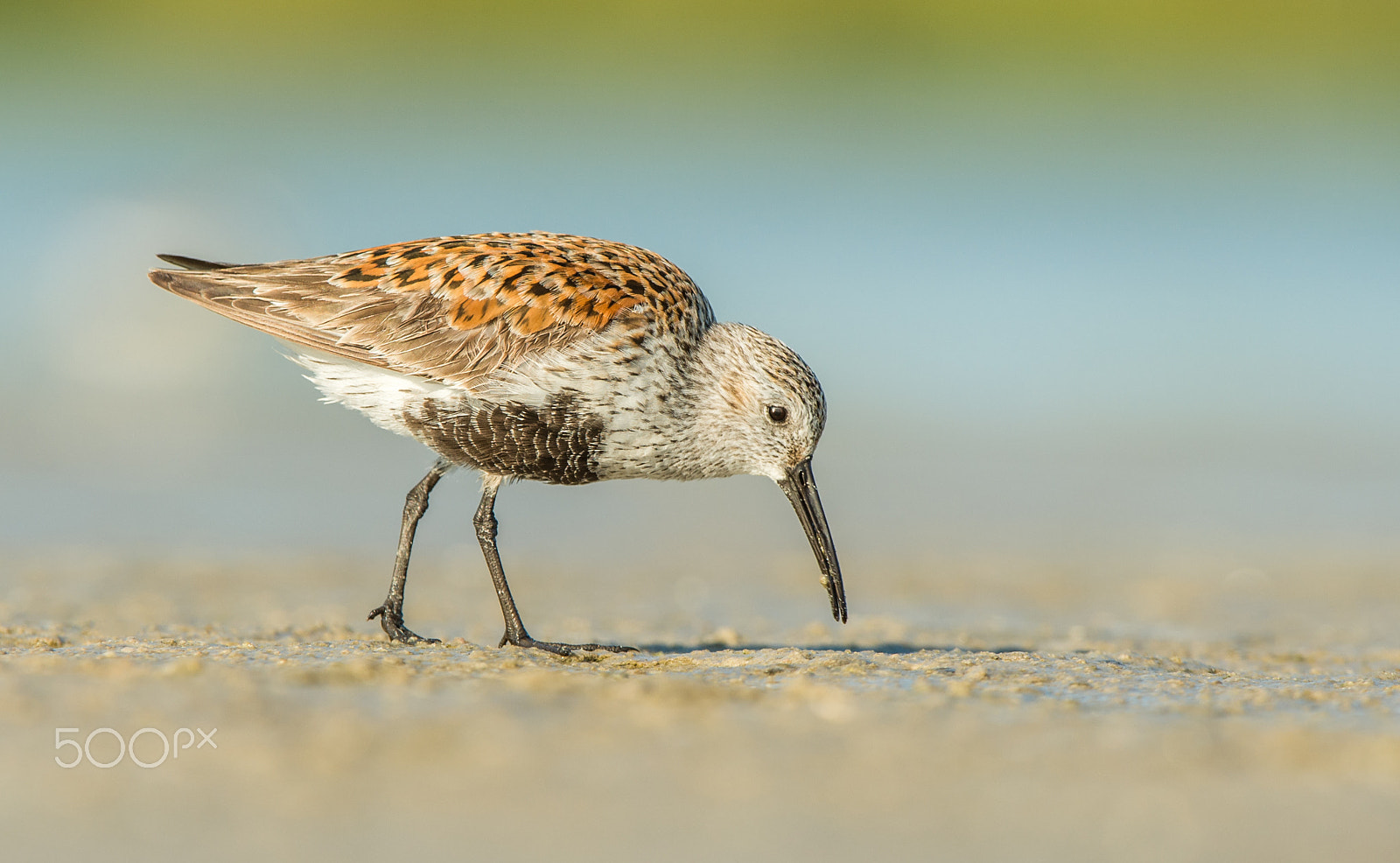 Nikon D4 + Nikon AF-S Nikkor 200-400mm F4G ED-IF VR sample photo. Dunlin photography