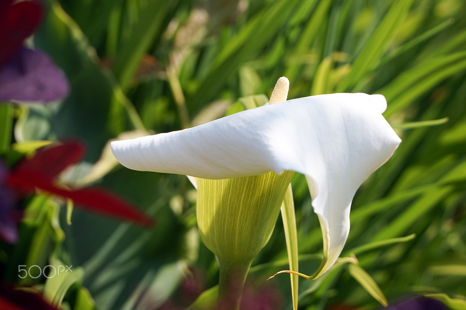 Sony Alpha a5000 (ILCE 5000) + Sony E PZ 18-105mm F4 G OSS sample photo. White lily close up photography