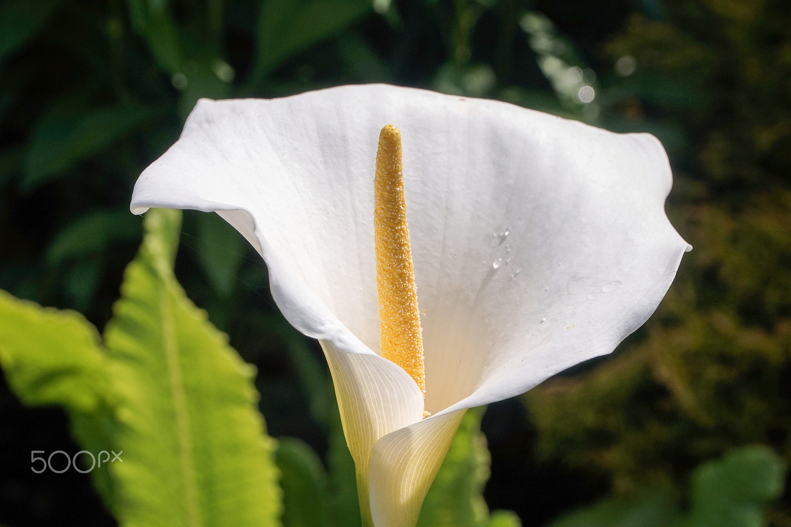 Sony Alpha a5000 (ILCE 5000) + Sony E PZ 18-105mm F4 G OSS sample photo. White lily close up photography