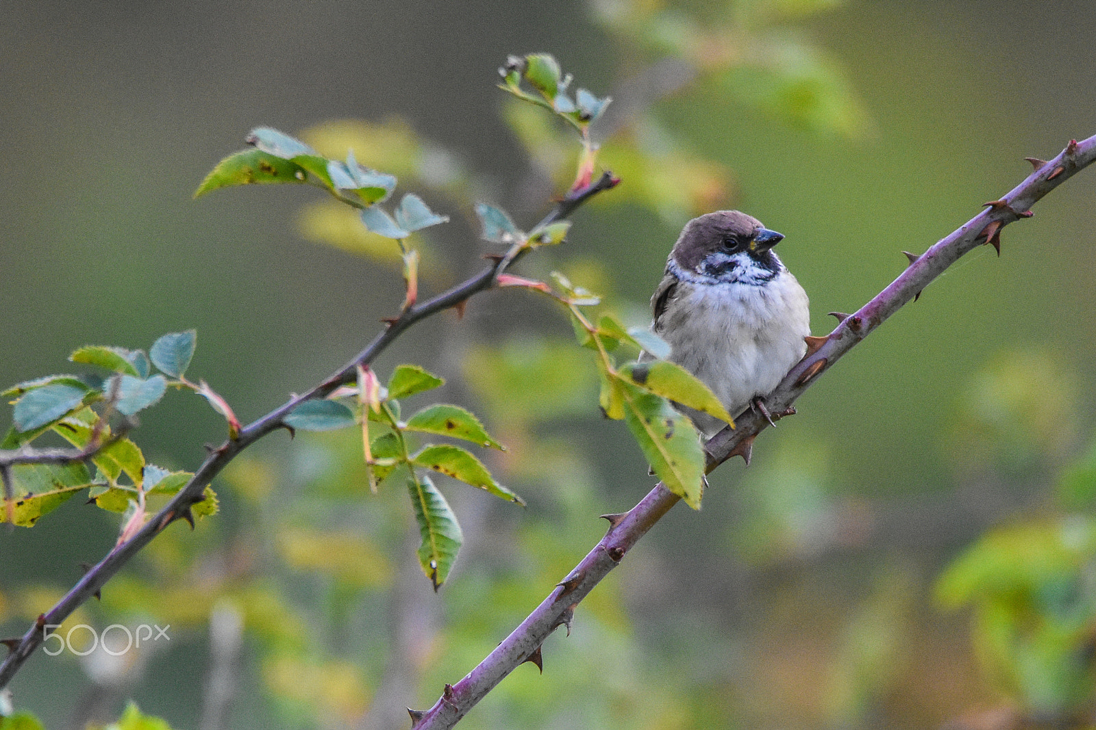 Nikon D7200 + Tamron SP 150-600mm F5-6.3 Di VC USD sample photo. Passer montanus photography