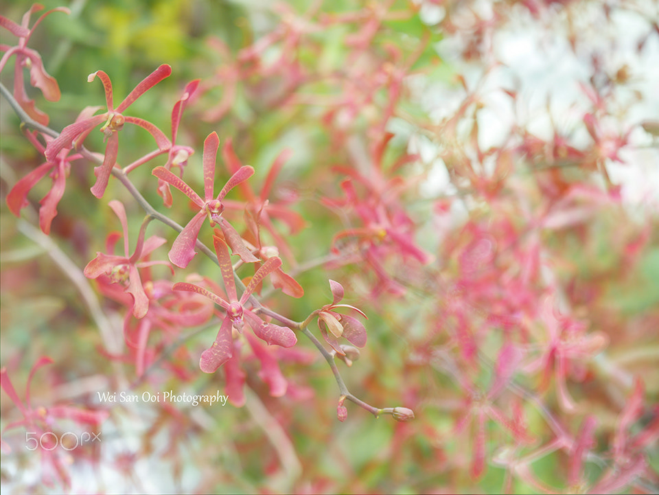 Panasonic Leica DG Macro-Elmarit 45mm F2.8 ASPH OIS sample photo. Orchid 25 photography