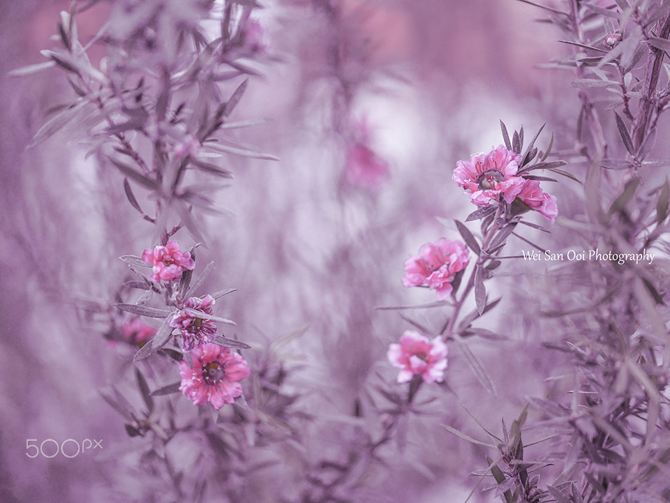Panasonic Leica DG Macro-Elmarit 45mm F2.8 ASPH OIS sample photo. Pink flowers photography