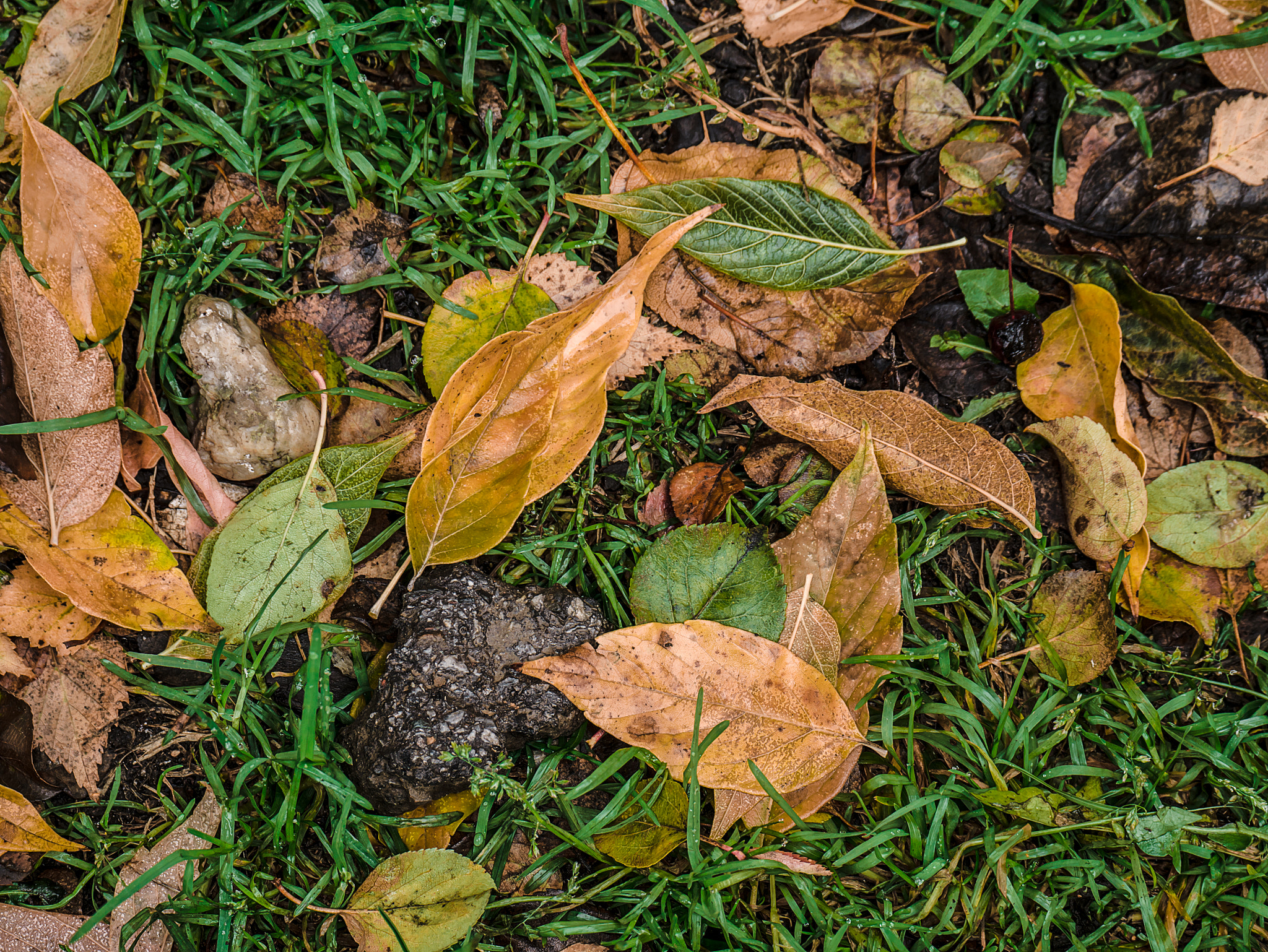 Panasonic Lumix DMC-GX7 sample photo. Autumn photography