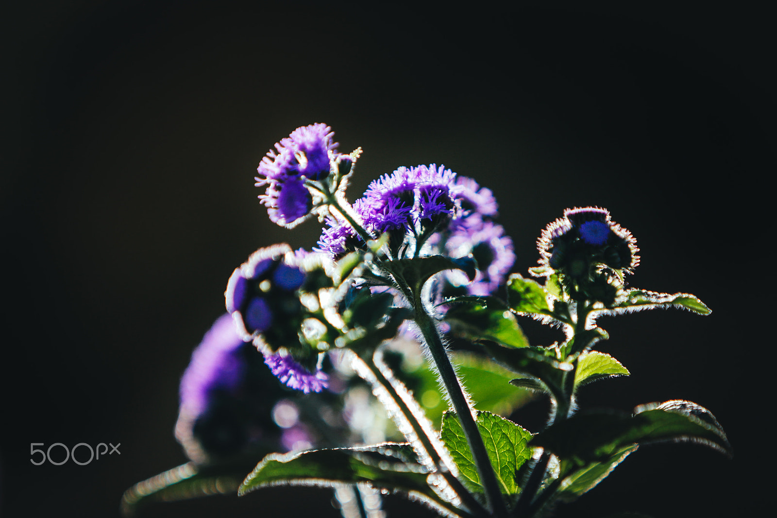 Canon EF 70-200mm F2.8L IS USM sample photo. Nature of seoul photography