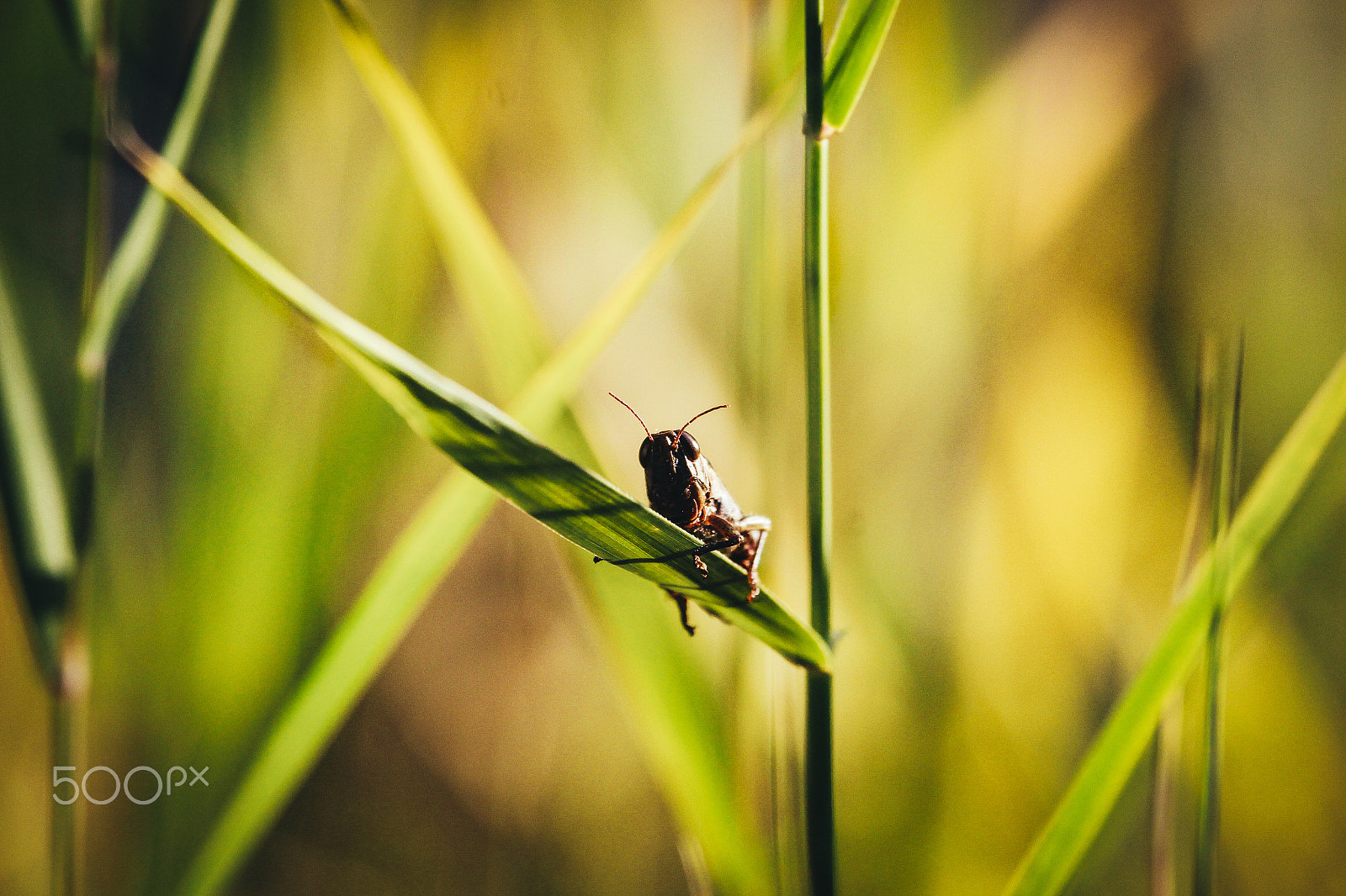 Canon EF 100-400mm F4.5-5.6L IS USM sample photo. Nature of seoul photography