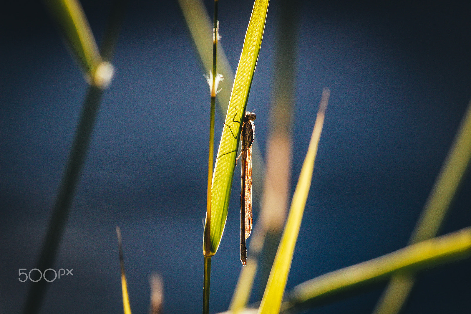 Canon EF 100-400mm F4.5-5.6L IS USM sample photo. Nature of seoul photography