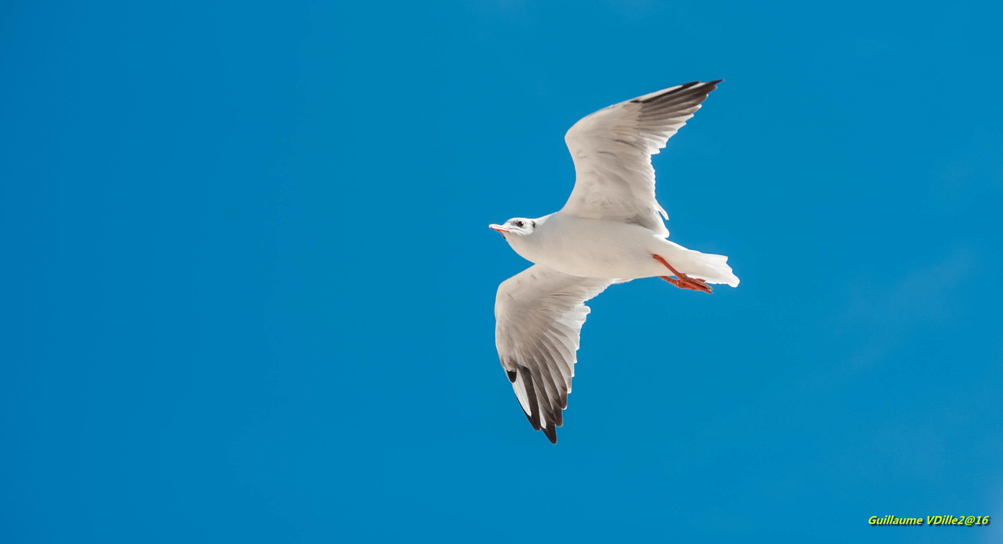 Sigma 70-200mm F2.8 EX DG OS HSM sample photo. Dsc the bird photography