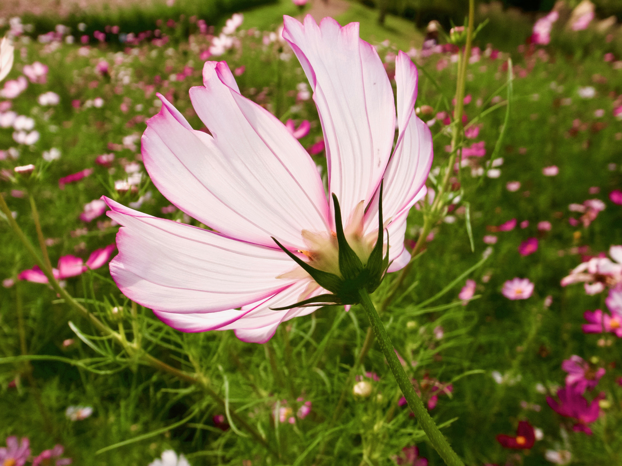 Ricoh GR DIGITAL 4 sample photo. Cosmos photography