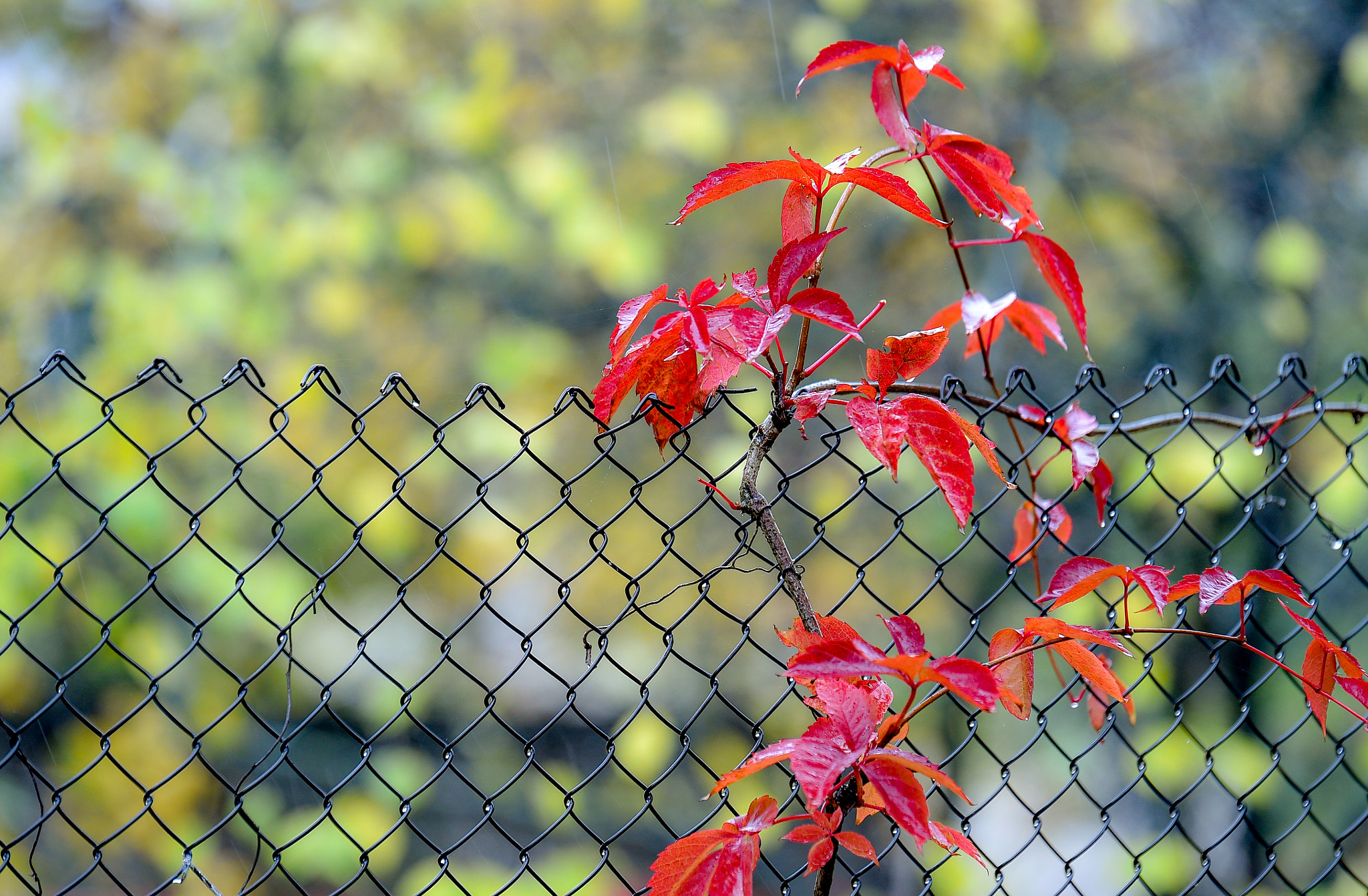 Tamron SP 70-200mm F2.8 Di VC USD sample photo. Autumn in lithuania photography