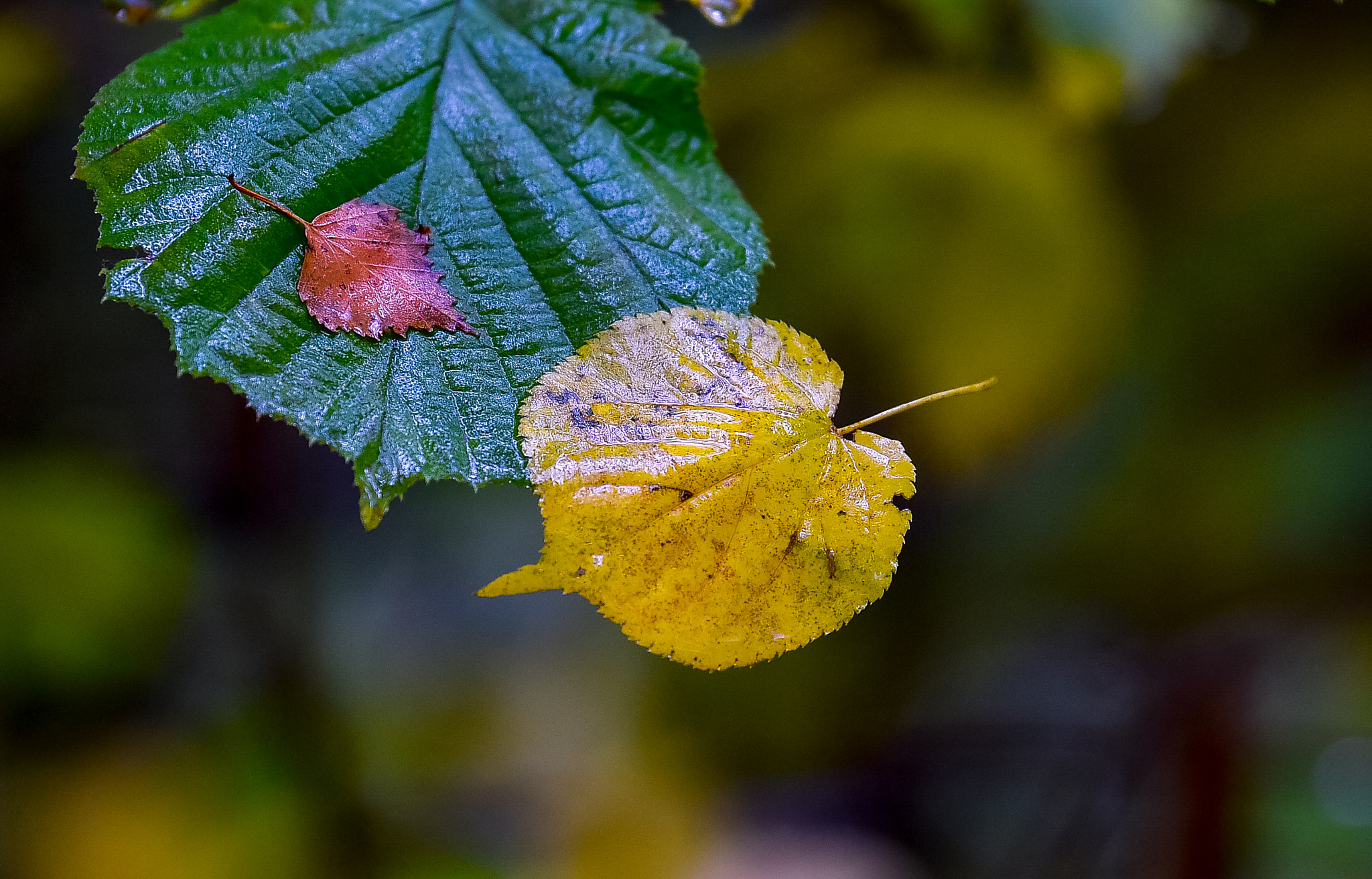 Nikon D4S + Tamron SP 70-200mm F2.8 Di VC USD sample photo. Autumn in lithuania photography