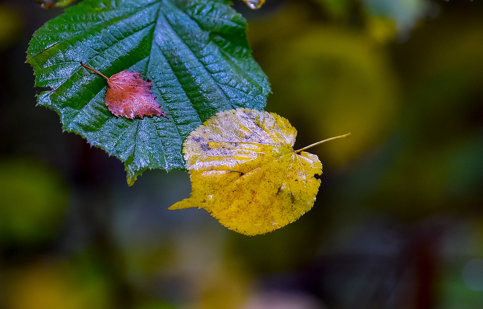 Tamron SP 70-200mm F2.8 Di VC USD sample photo. Autumn in lithuania photography