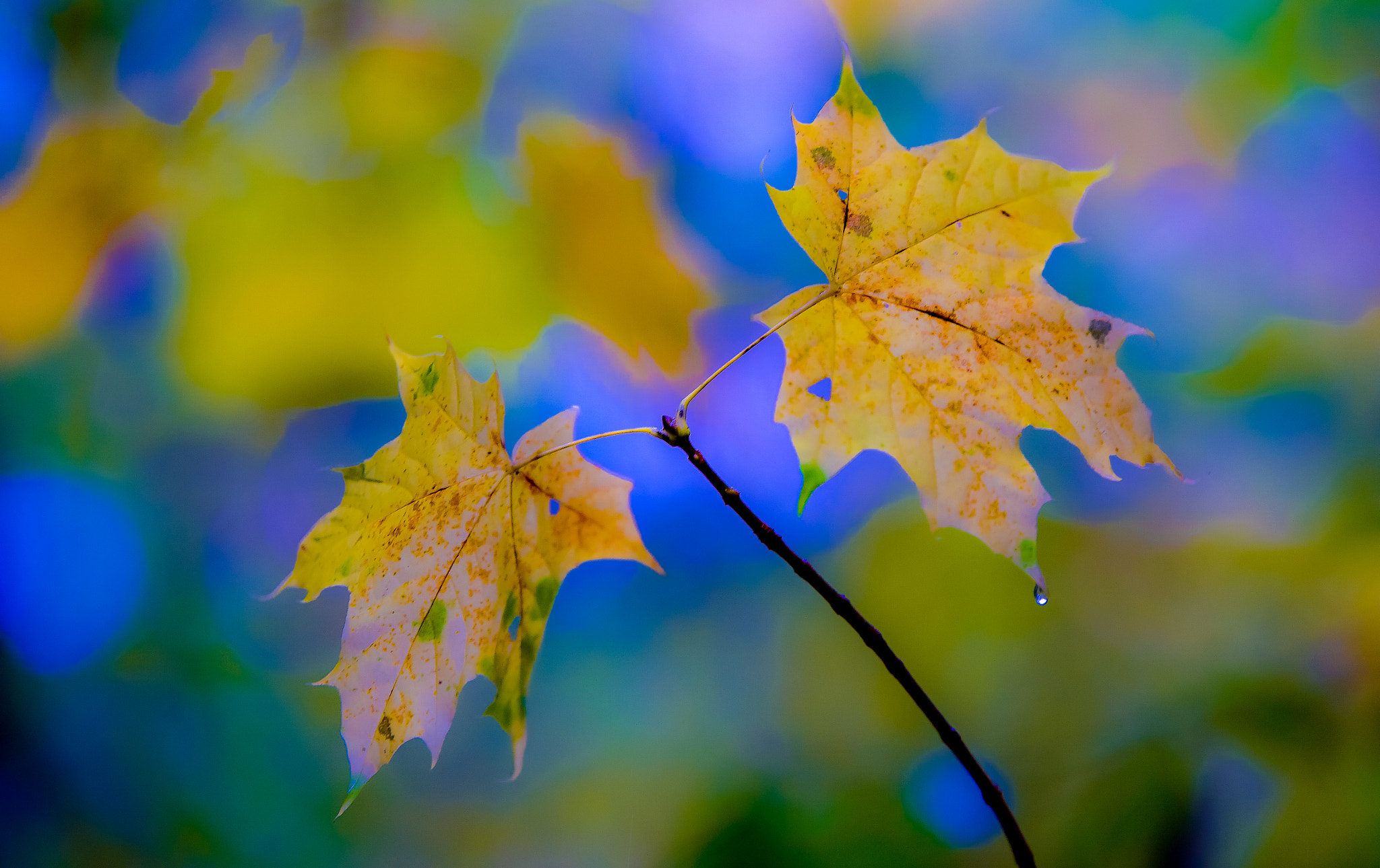 Nikon D4S + Tamron SP 70-200mm F2.8 Di VC USD sample photo. Autumn in lithuania photography