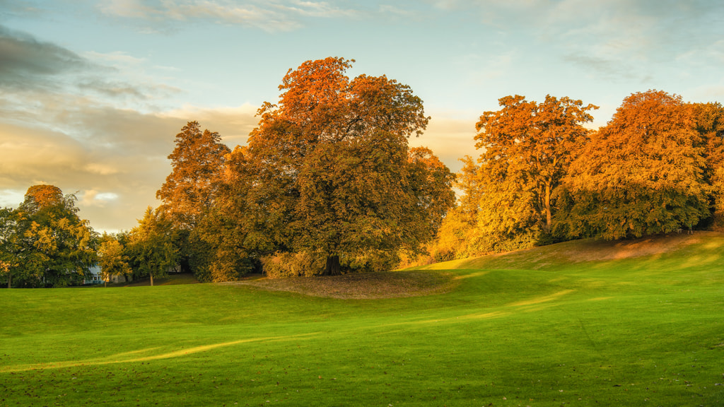 Sony a7 + E 50mm F1.4 sample photo. Autumn colours photography