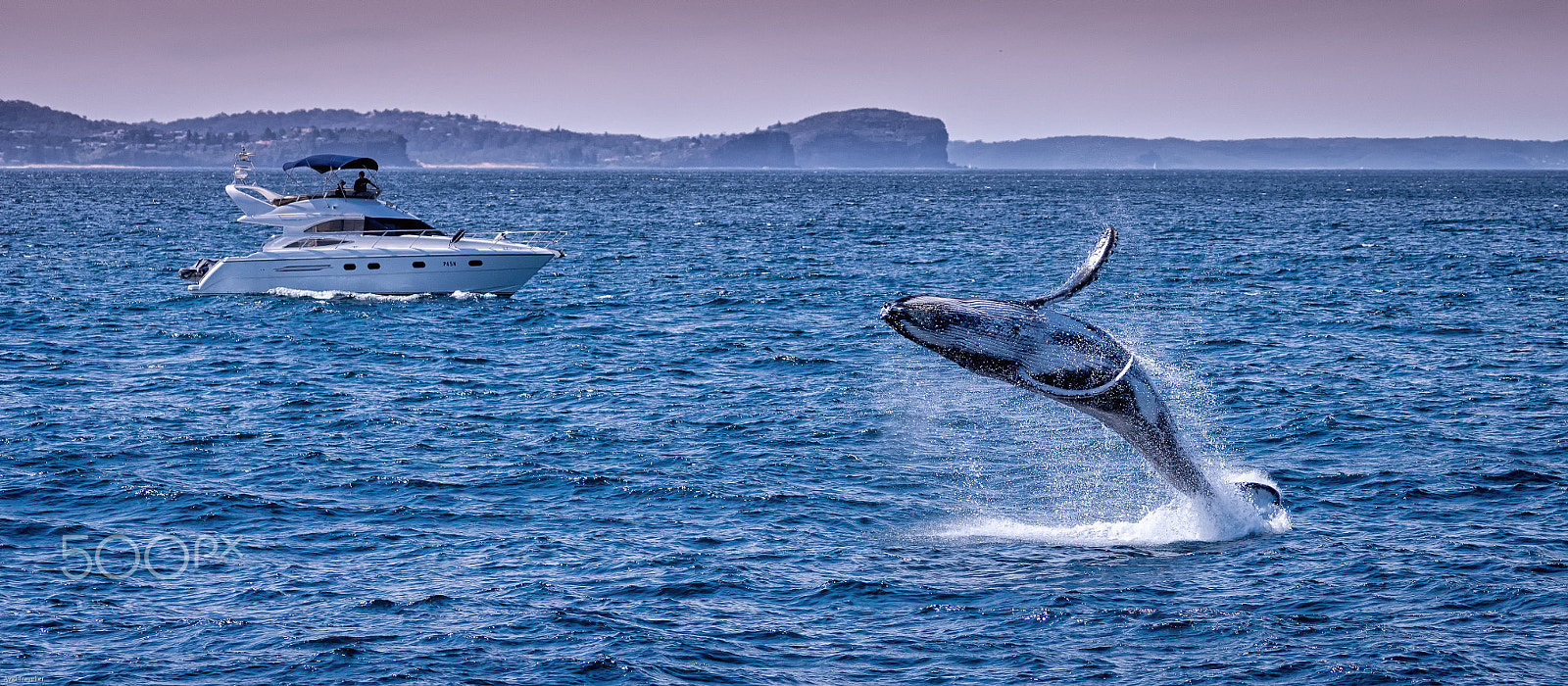 Nikon D810 sample photo. Juvenile hump back whale calf photography