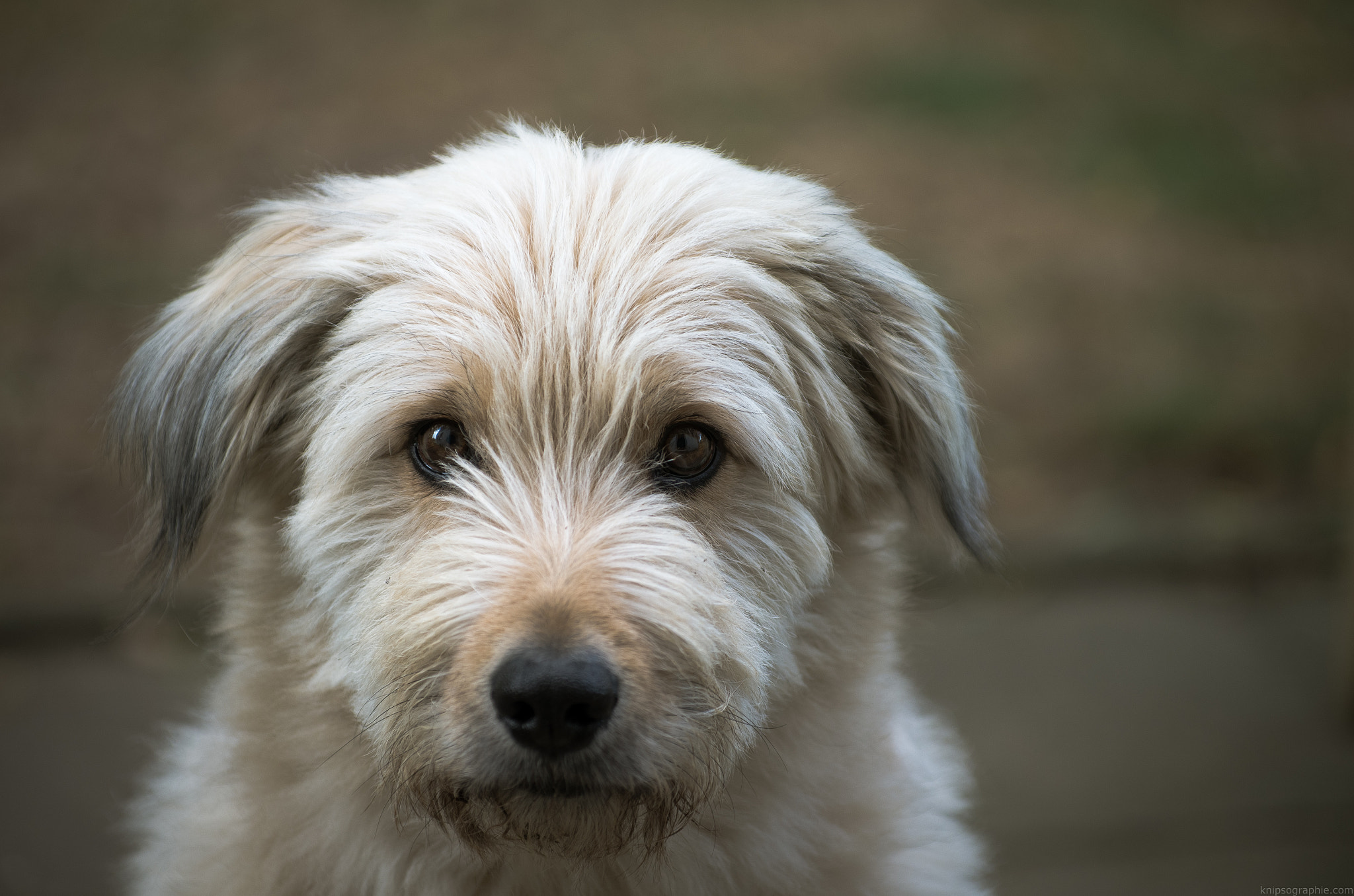 Pentax smc DA* 50-135mm F2.8 ED (IF) SDM sample photo. Wuff photography