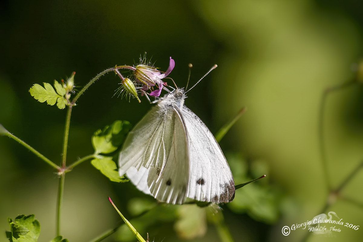 Sigma APO Macro 150mm f/2.8 EX DG HSM sample photo. Cavolaia maggiore (pieris brassicae) photography