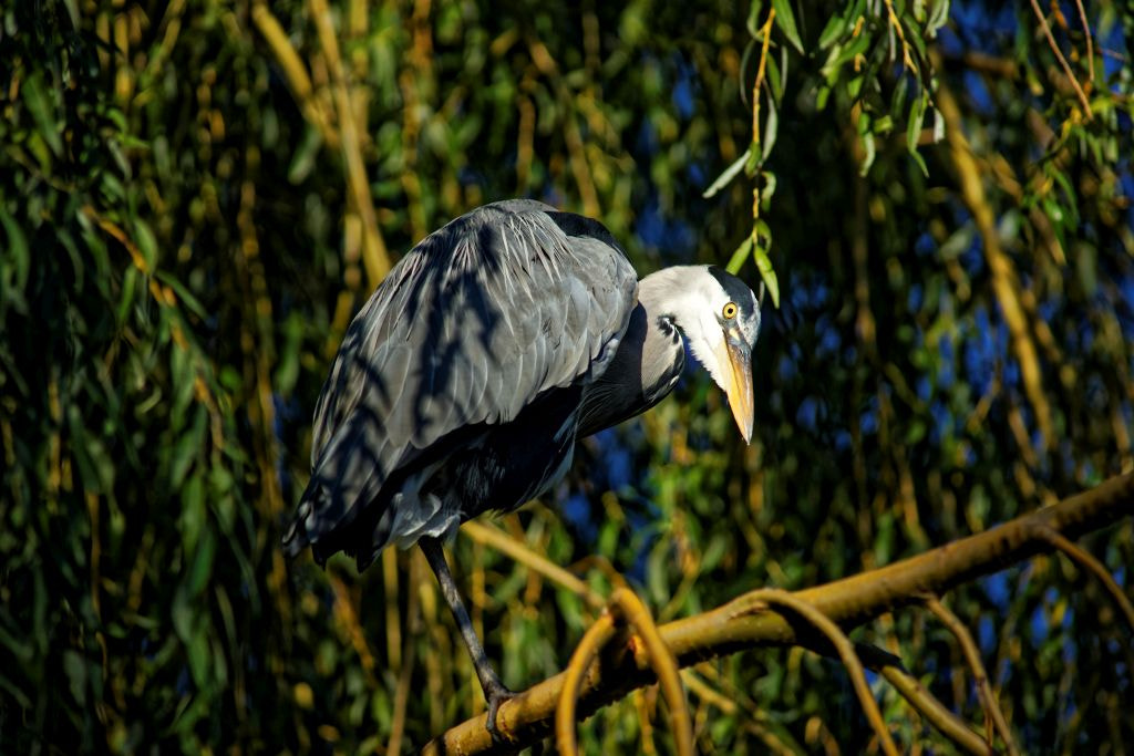 Minolta AF 300mm F4 HS-APO G sample photo. Hedonic heron photography