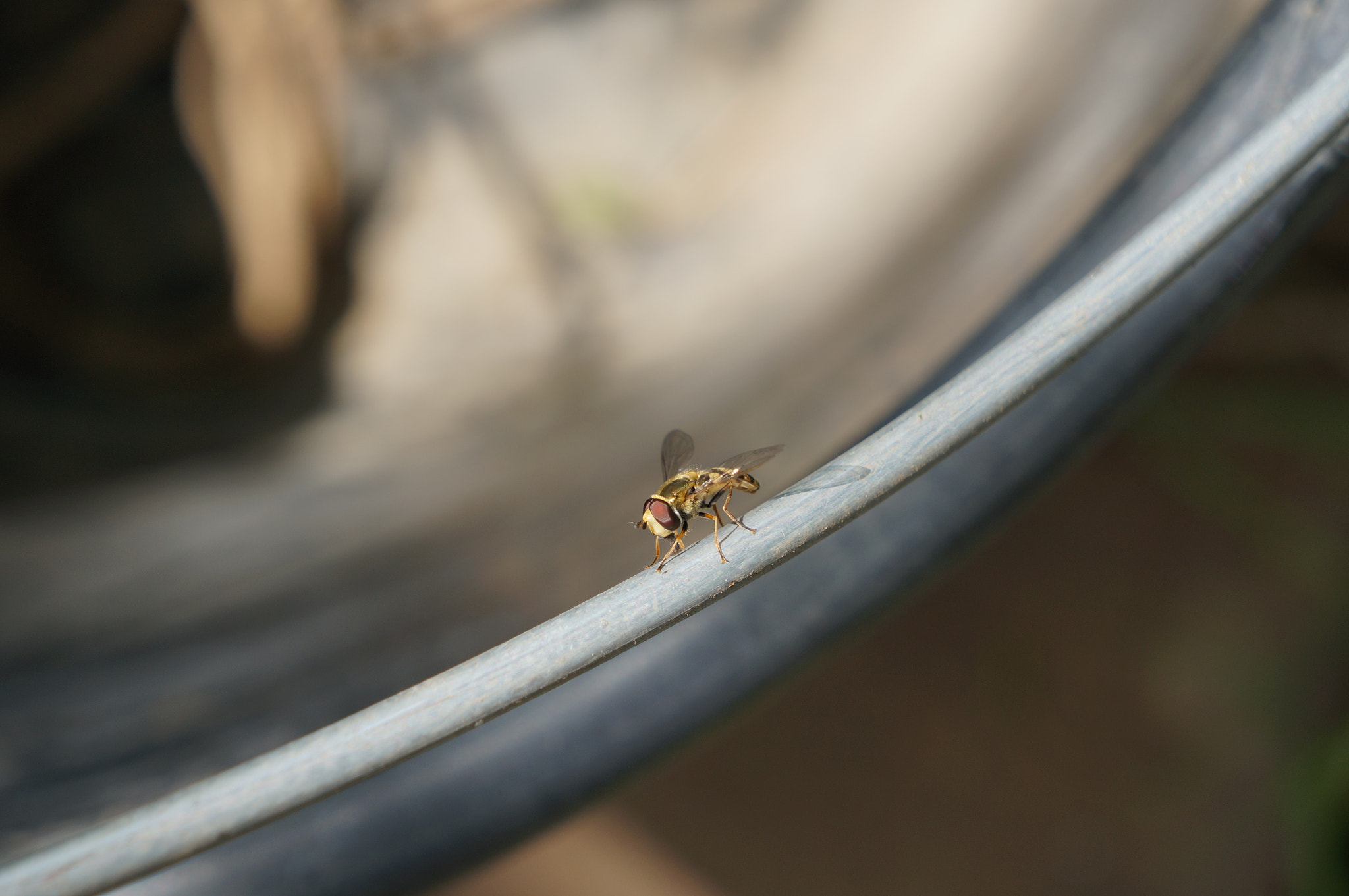 Sony E 18-55mm F3.5-5.6 OSS sample photo. Fly photography