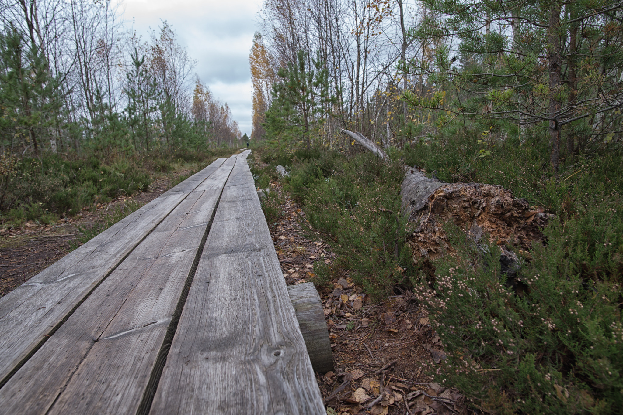 Nikon D600 sample photo. Pääsküla swamp wooden path photography