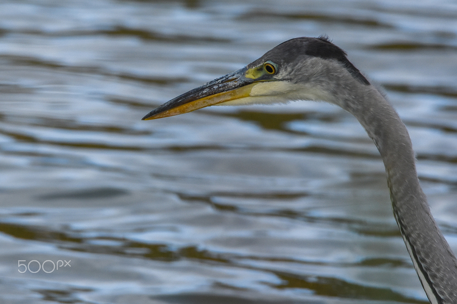 Nikon D7200 + Tamron SP 150-600mm F5-6.3 Di VC USD sample photo. A heron bird playing the stare game..  photography