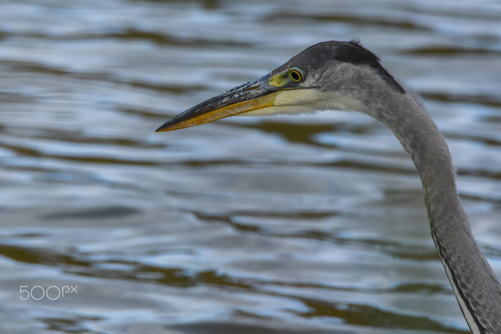 Nikon D7200 sample photo. A heron bird playing the stare game..  photography