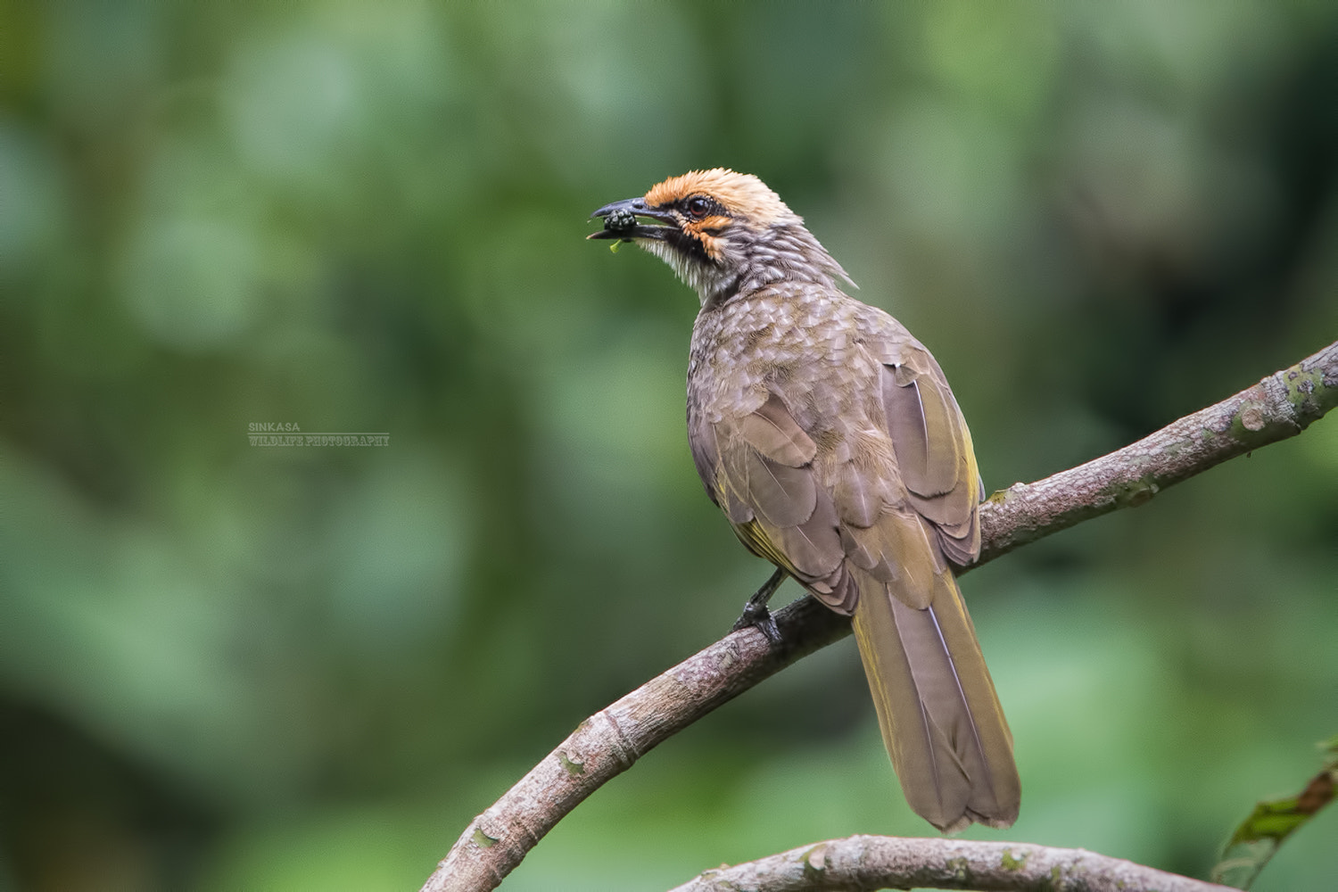 Nikon D5 + Nikon AF-S Nikkor 400mm F2.8G ED VR II sample photo. Strawheaded bulbul with food in mouth photography