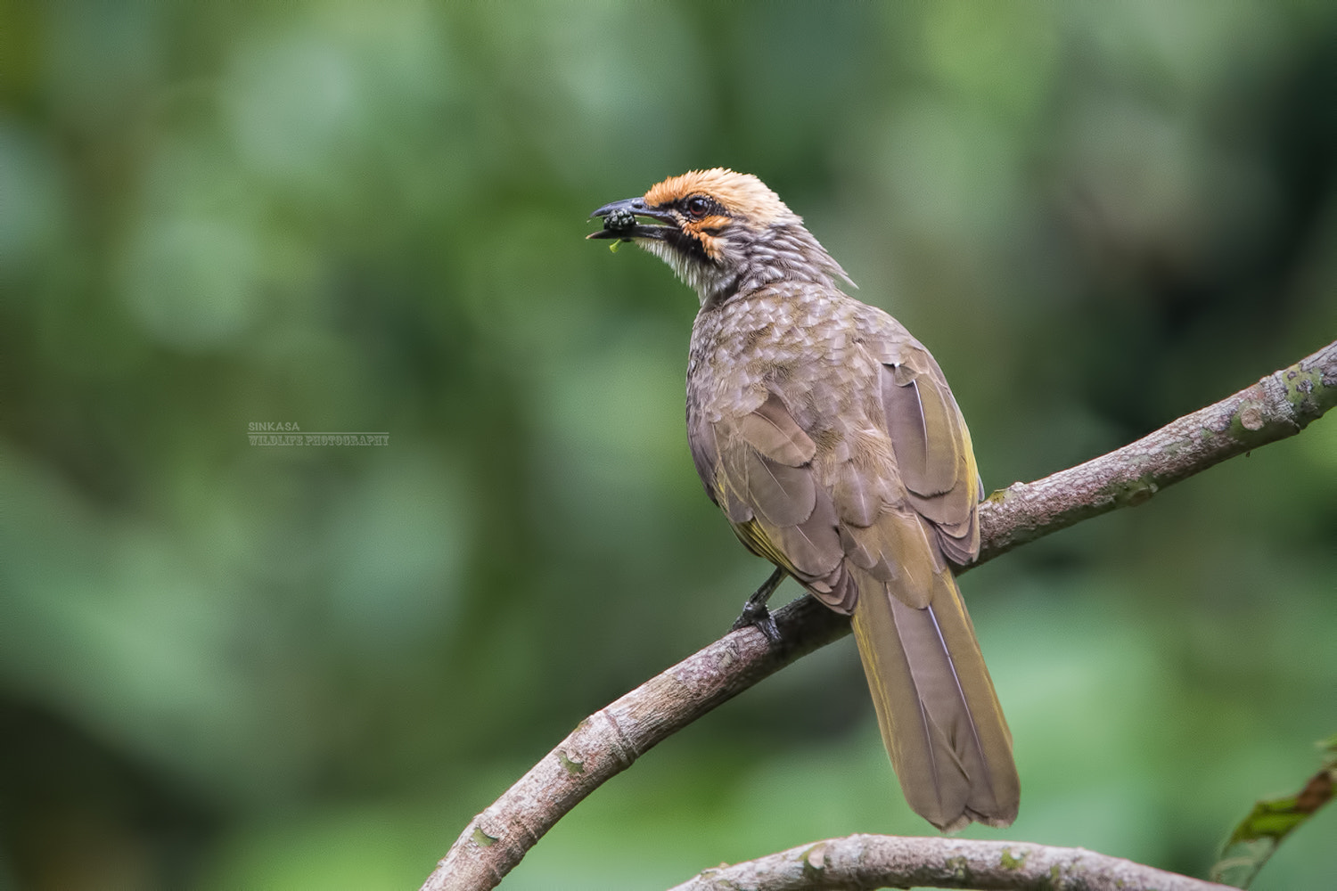 Nikon AF-S Nikkor 400mm F2.8G ED VR II sample photo. Strawheaded bulbul with food in mouth photography