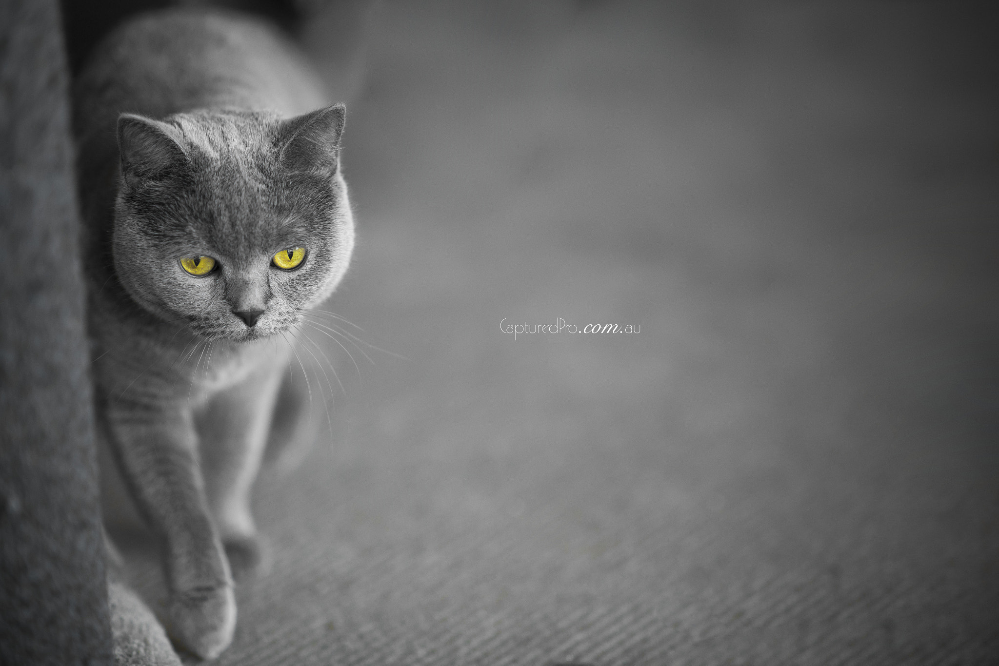 Nikon AF-S Nikkor 85mm F1.4G sample photo. The walk photography