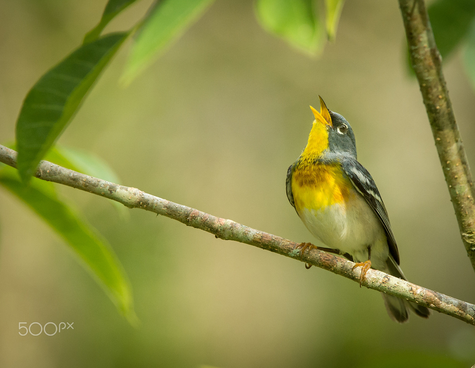 Nikon AF-S Nikkor 200-400mm F4G ED-IF VR sample photo. Northern parula photography