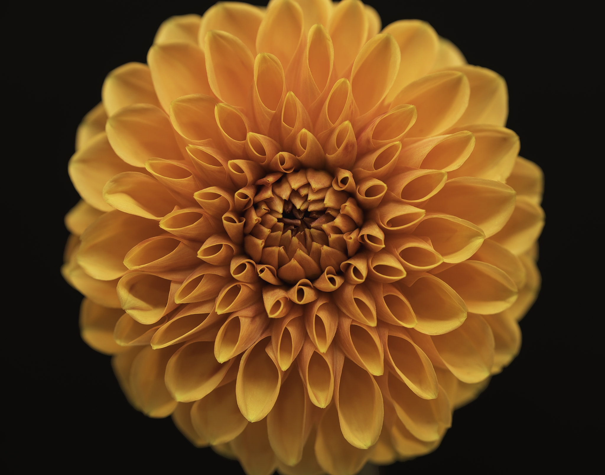 Sony a7 sample photo. Orange dahlia. photography
