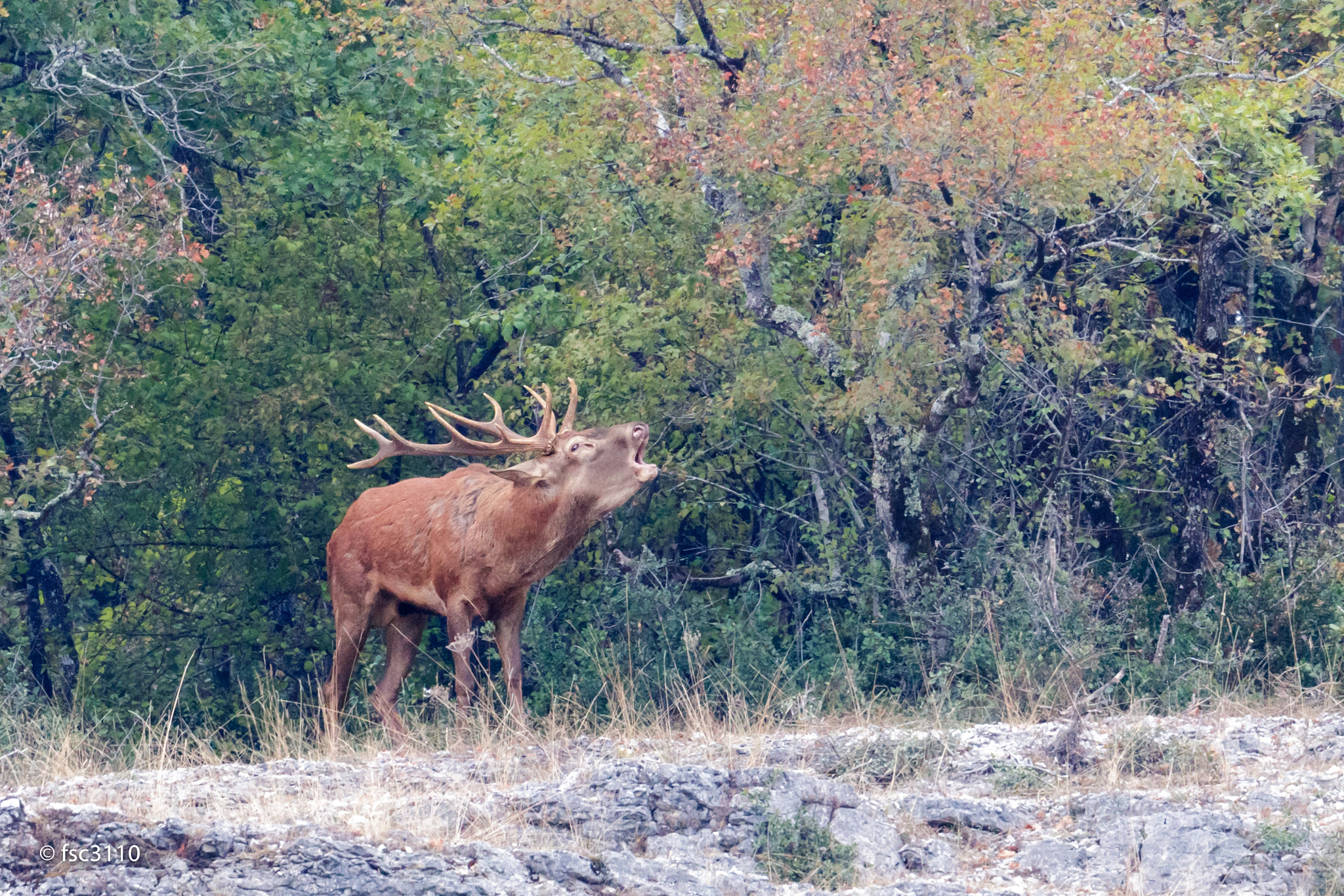 Canon EF 500mm F4L IS II USM sample photo. Deer belling photography