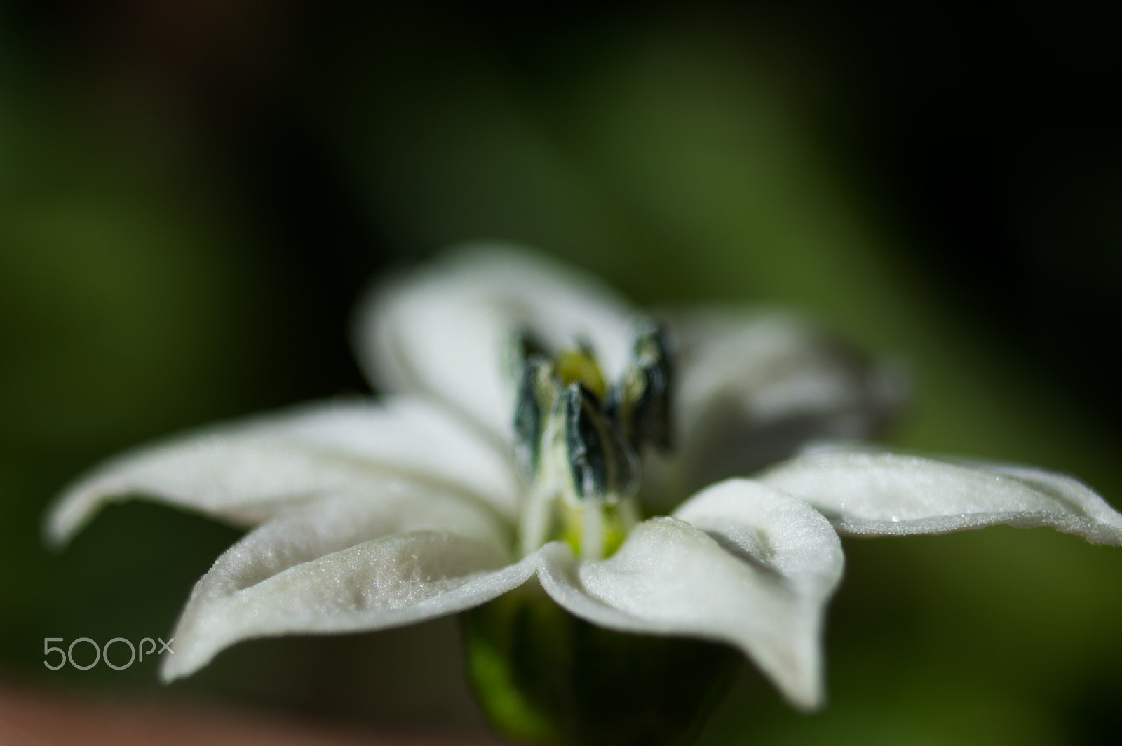 AF Zoom-Nikkor 35-80mm f/4-5.6D N sample photo. çiçek photography