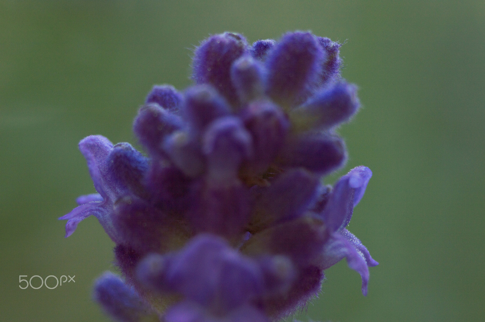 AF Zoom-Nikkor 35-80mm f/4-5.6D N sample photo. çiçek photography